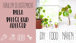 Pilea vermehren Ableger machen und Tipps zur Pflege von der Ufoplfanze/Pilea peperomioides