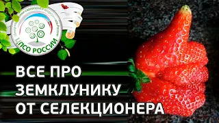 Что такое земклуника особенности выращивания и ухода.