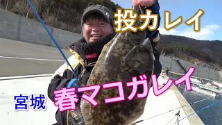 宮城の岸壁投げ釣り春マコガレイ41cmキャッチ！