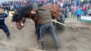 Конно състезание Разлог 2019 г. Кон Мечо категория до 800 кг. 2-ро място🥈🥈