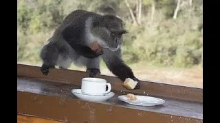 Monkey Videos -  Funny Monkeys Stealing Things from Human Compilation 2019