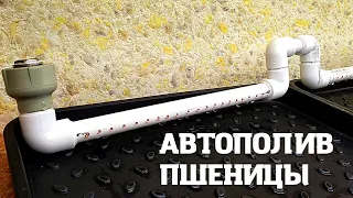 Как сделать автополив для пшеницы своими руками