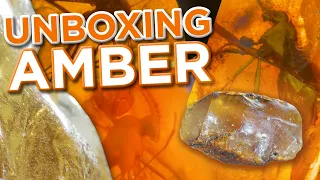 Amber: Unboxing 10,000,000 Years! | Insect-Infused + Copal