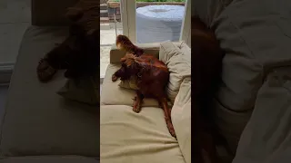 Red Setter has nutty zoomie 5 minutes! 😂😍 #shorts #dog #lovedogs #redsetter #love #zoomies