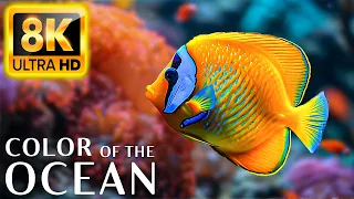 Colors Of The Ocean 8K Video ULTRA HD - The best sea animals for relaxing and soothing music #25