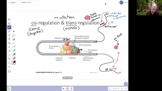 Developmental Genetics 3