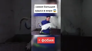 Самая огромная крыса в мире