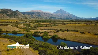 Trabajo realizado la temporada pasada en el río Malleo. Pesca de truchas en Patagonia.