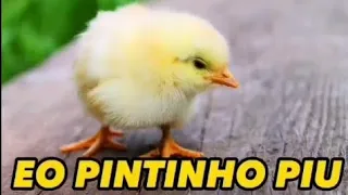 EO PINTINHO PIU 🐣