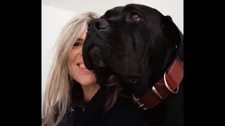 Cane Corso Rüde Solo 14 Monate mit Nicole