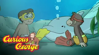 Swimming With the Dolphins 🐵Curious George 🐵Kids Cartoon🐵Kids Movies🐵Videos for Kids
