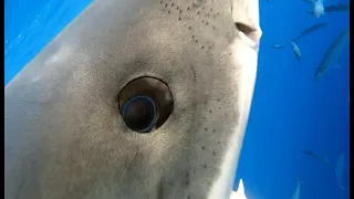 Great White Shark surprise, part 3   Eyeballed by a white shark?