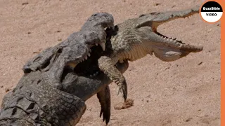 Crocodiles Eat each Other's Parts