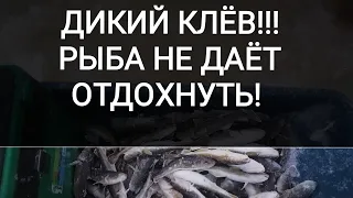 Дикий клев!!) Ловим Навагу на Белом Море#Навага#Рыбалка_на_Белом_море#Как_ловить_навагу