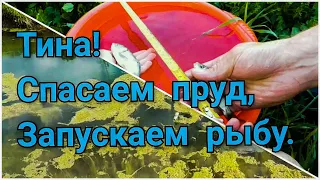  Тина! Спасаем пруд, запускаем рыбу. Аlgae! We are saving the pond and launching the fish.