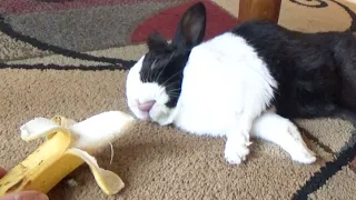 Dramatic sleeping rabbit wakes up when he smells banana