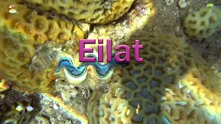 Eilat Red Sea PXW-Z90