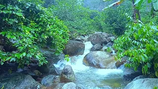 MELODIOUS OF RIVER WATER SOUNDS,BIRDS SOUNDS TO REST IN THE MOUNTAIN,ASMR,RELAXATION,STRESS RELIEF