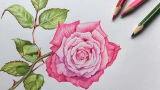 Rose Drawing in Color Pencils | Flower Drawing | Camlin Triangular Color Pencils