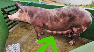 Porca Pariu e Secou o Leite o que Fazer 🤔🏜🐷🐖