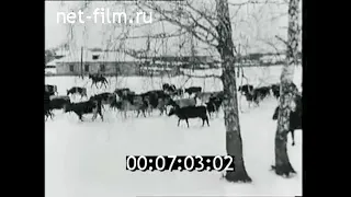 1971г. совхоз Россия пос. Мирный Сосновский район. В.Н. Лазаренко. Челябинская обл