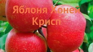 Яблоня средний Хани крисп (honeycrisp) 🌿 обзор: как сажать, саженцы яблони Хани крисп