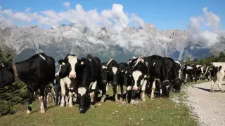 Стадо коров в горах