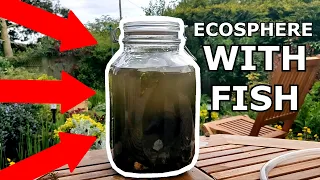 Ecosphere WITH FISH - Frame Nature