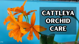 Cattleya orchid care and growing guide #orchids #orchidcare #cattleyaorchid