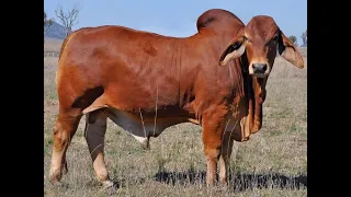 Beautiful Red Brahman bull