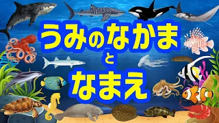 【水族館にいる仲間】海の仲間と海の生き物たちの名前を覚えよう☆彡子供が喜ぶ魚の水族館★さめ・いるか・さかな・たこ・まんた・たこ★子供向けお魚と海の仲間たちのを覚える教育