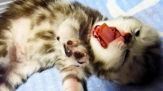 Cute Kittens Meowing, Purring, Playing  for the First Time Videos Compilation