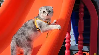 playful Kitten slide / meow slide in the park #slideshow