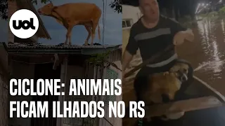 Ciclone: Enchentes provocadas pela chuva isolam animais em telhados no RS