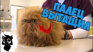 Сильные приколы с котами [Черный кот]