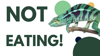 Why Your Chameleon Is Not Eating!