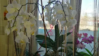 Как ухаживать за орхидеями весной, что нужно сделать. #моишестьсоток#хештег#орхидеи