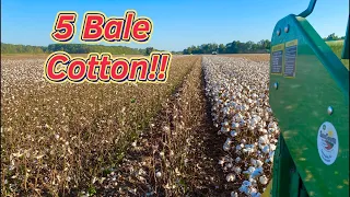 Cotton Pickin’ Continues….