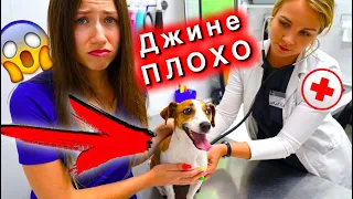 ДЖИНА ПОПАЛА В БОЛЬНИЦУ Моя собака болеет Идем к ВЕТЕРИНАРУ | Elli Di Pets