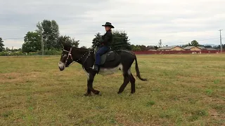 Mammoth donkey ride