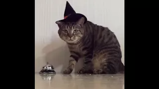 Коты Приколы с Кошками 2018 Смешные Коты и Кошки 2018 Funny Cats