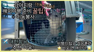 진짜 쉬운 강아지랑 해외여행 준비 꿀팁 / 반려견 비행기 탑승 적응 훈련 / 대한항공 추천이유! (스카이펫/skypet)