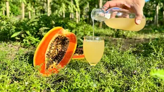 Homemade PAPAYA WINE