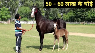 ऐसे शानदार Marwari Horse देखकर मजा ना आए तो बोलना | Stud Farm