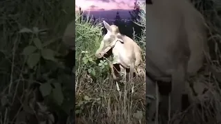 Deer With Broken Neck WTF Moment