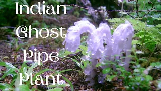 Indian Pipe Ghost Plant / What is it and why? / Tale Charge of Your Health