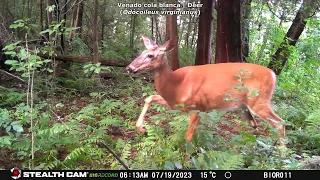 Cámara trampa Stealth Cam GMAX32 | Monitoreo de Fauna Silvestre | Perú, Nueva York | Julio 2023