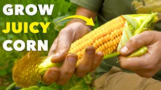 Secrets to Successful Corn: Grow the Juiciest Cobs 🌽
