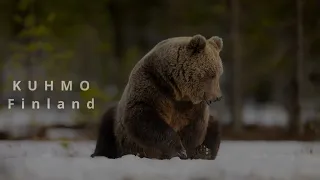 Brown bears in Finland- Kuhmo