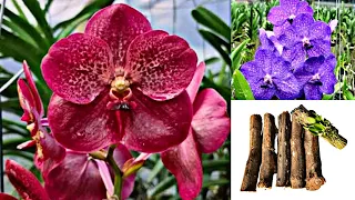 Promoção de orquídeas, Vanda azul e vermelha, tronquinho de madeira e muito mais